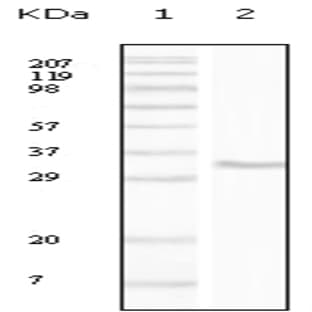 anti-CD34 Molecule (CD34) antibody avatar