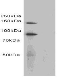 anti-CD34 Molecule (CD34) antibody avatar