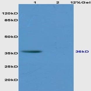 anti-CD34 Molecule (CD34) antibody avatar