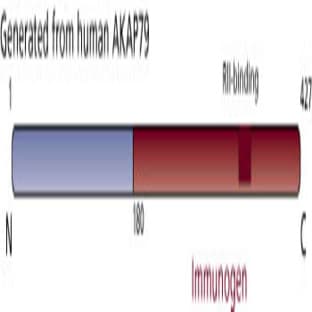anti-A Kinase (PRKA) Anchor Protein 5 (AKAP5) (AA 180-427) antibody avatar