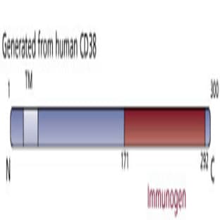 anti-CD38 (AA 171-292) antibody avatar