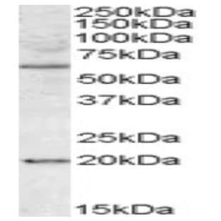 anti-BCL2-Associated Athanogene 4 (BAG4) (Internal Region) antibody avatar