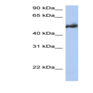 anti-BCL2-Associated Athanogene 3 (BAG3) (Middle Region) antibody avatar