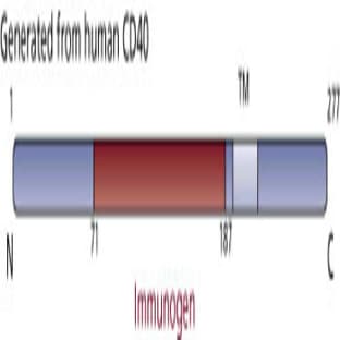 anti-CD40 Molecule, TNF Receptor Superfamily Member 5 (CD40) (AA 71-187) antibody avatar