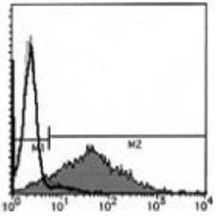 anti-CD40 Ligand (CD40LG) antibody avatar