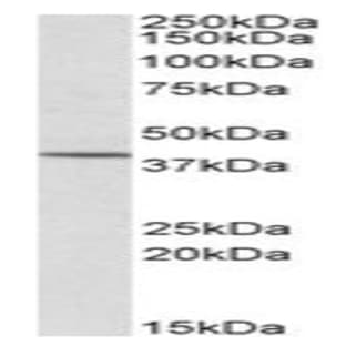 anti-Cytohesin 1 Interacting Protein (CYTIP) (N-Term) antibody avatar