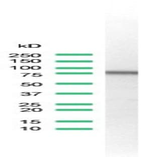 anti-CD44 (CD44) antibody avatar