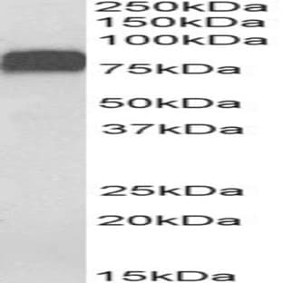 anti-CD44 (CD44) (Internal Region) antibody avatar