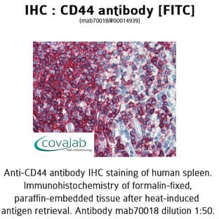 anti-CD44 (CD44) antibody (FITC) avatar