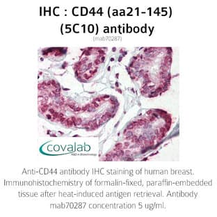 anti-CD44 (CD44) (AA 21-145) antibody avatar