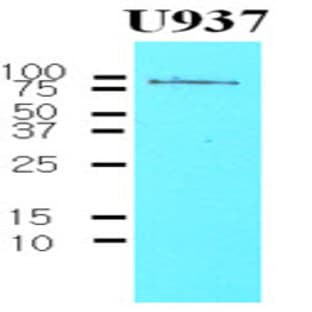 anti-CD44 (CD44) antibody avatar