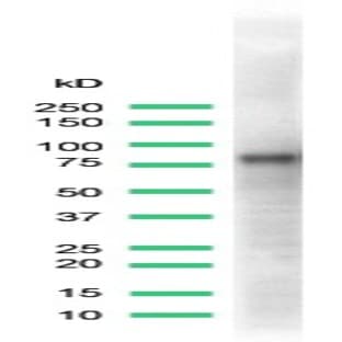 anti-CD44 (CD44) antibody avatar