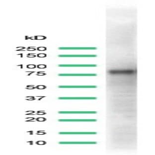 anti-CD44 (CD44) antibody avatar