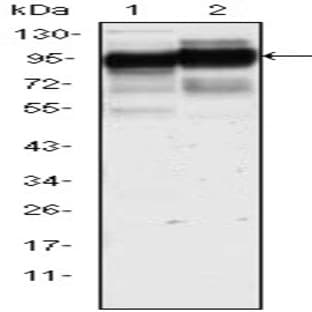 anti-CD44 (CD44) antibody avatar