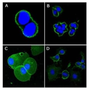 anti-CD44 (CD44) antibody avatar