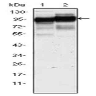 anti-CD44 (CD44) (AA 628-699) antibody avatar