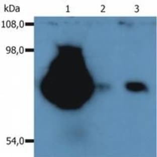 anti-CD44 (CD44) antibody (PE) avatar