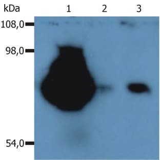 anti-CD44 (CD44) (N-Term) antibody avatar