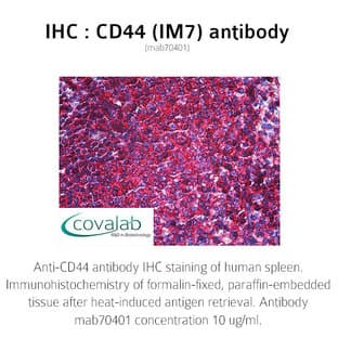 anti-CD44 (CD44) antibody avatar