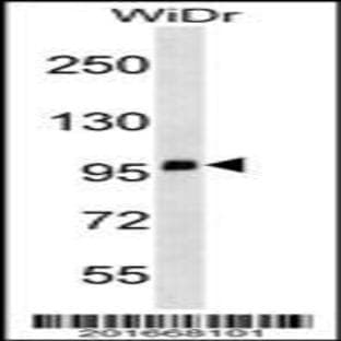 anti-CD68 Molecule (CD68) antibody avatar