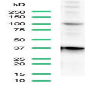 anti-CD68 Molecule (CD68) (C-Term) antibody avatar
