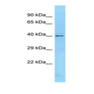 anti-CD68 Molecule (CD68) (N-Term) antibody avatar