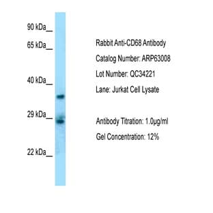 anti-CD68 Molecule (CD68) (Middle Region) antibody avatar