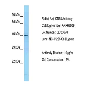 anti-CD68 Molecule (CD68) (N-Term) antibody avatar