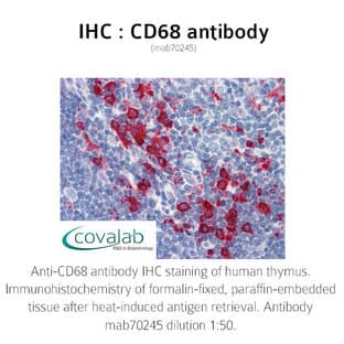 anti-CD68 Molecule (CD68) antibody