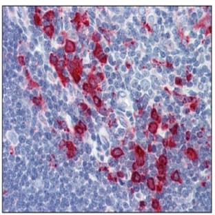 anti-CD68 Molecule (CD68) antibody