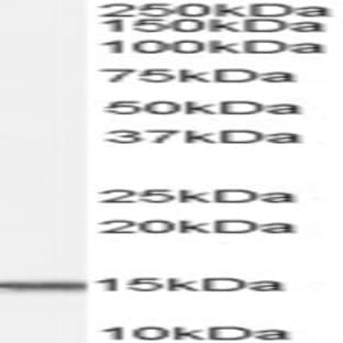 anti-Acylphosphatase 1, Erythrocyte (Common) Type (Acyp1) (Isoform A) antibody avatar
