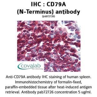 anti-CD79a Molecule, Immunoglobulin-Associated alpha (CD79A) (N-Term) antibody avatar