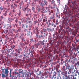 anti-CD79a Molecule, Immunoglobulin-Associated alpha (CD79A) antibody avatar