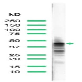anti-CD79a Molecule, Immunoglobulin-Associated alpha (CD79A) (N-Term) antibody avatar
