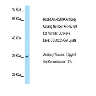 anti-CD79a Molecule, Immunoglobulin-Associated alpha (CD79A) (N-Term) antibody avatar