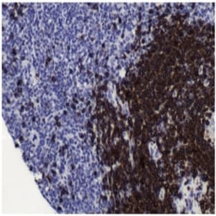 anti-CD79a Molecule, Immunoglobulin-Associated alpha (CD79A) (N-Term) antibody avatar