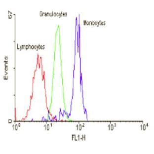 anti-CD97 (CD97) antibody avatar