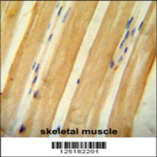 anti-BCL2-Associated Transcription Factor 1 (BCLAF1) (C-Term), (AA 658-687) antibody avatar