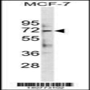 anti-Autophagy Related 13 (ATG13) (Center), (Ser355), (AA 333-362) antibody avatar