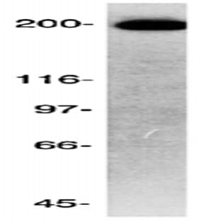 anti-Cytoskeleton Associated Protein 5 (CKAP5) (C-Term) antibody avatar