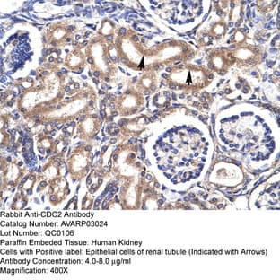 anti-Cyclin-Dependent Kinase 1 (CDK1) (C-Term) antibody avatar