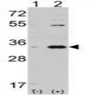 anti-Cyclin-Dependent Kinase 1 (CDK1) (C-Term) antibody avatar