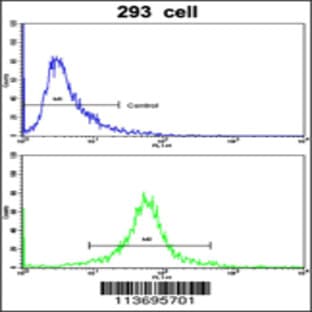 anti-Cyclin-Dependent Kinase 1 (CDK1) (N-Term), (AA 1-29) antibody avatar
