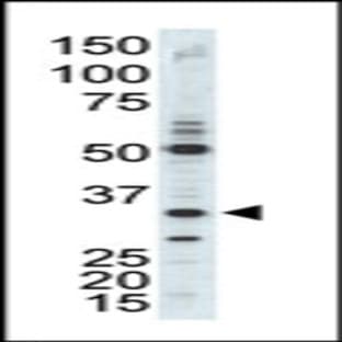 anti-Cyclin-Dependent Kinase 1 (CDK1) (C-Term), (AA 230-260) antibody avatar