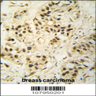 anti-Cyclin-Dependent Kinase 1 (CDK1) (AA 1-30), (Thr14) antibody avatar