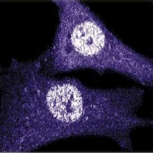 anti-Cyclin-Dependent Kinase 1 (CDK1) (AA 283-297) antibody avatar