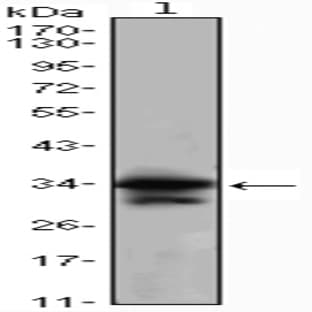 anti-Cyclin-Dependent Kinase 1 (CDK1) antibody avatar