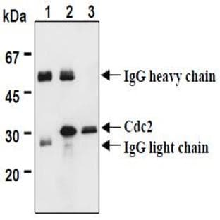 anti-Cyclin-Dependent Kinase 1 (CDK1) (AA 30-57), (AA 42-49) antibody avatar