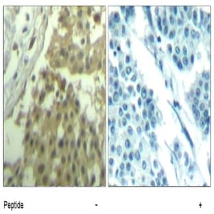 anti-Cyclin-Dependent Kinase 1 (CDK1) (Tyr19) antibody avatar