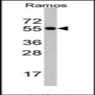 anti-Cell Division Cycle 6 Homolog (S. Cerevisiae) (CDC6) (N-Term) antibody avatar